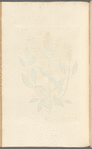 Sage of vertue