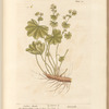 Ladies mantle