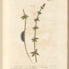 Cross-wort