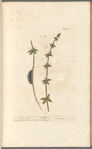 Cross-wort