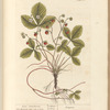 Wood strawberries