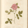 The damask rose