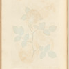 The damask rose