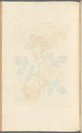 The damask rose