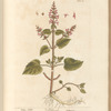 Hedge nettle