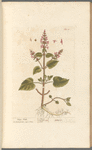 Hedge nettle