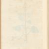 Hedge nettle