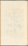 Hedge nettle