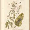 Water betony or figwort