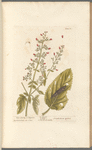 Water betony or figwort