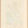 Water betony or figwort