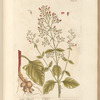 Great figwort