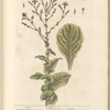 Lettice