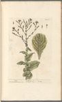 Lettice