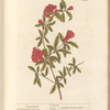 Pomgranates