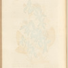 Pomgranates