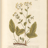 Costmary or alecoast