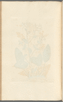 Costmary or alecoast