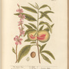 The peach tree