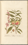 The peach tree