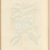 The peach tree
