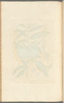 The peach tree