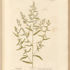 Tarragon