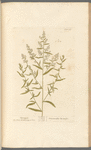 Tarragon