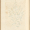 Tarragon