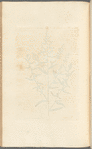 Tarragon
