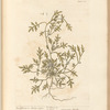 Buckshorn or swines cresses