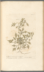 Buckshorn or swines cresses