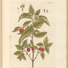The cornel tree