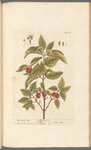 The cornel tree