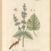 Garden clary