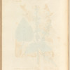 Garden clary