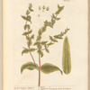 Garden spurge or lathyris