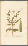 Garden spurge or lathyris