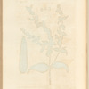 Garden spurge or lathyris