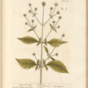 Shepherd's staff
