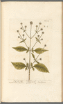 Shepherd's staff