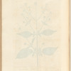 Shepherd's staff