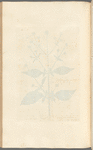 Shepherd's staff