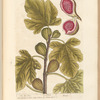 The fig tree