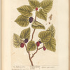 The mulberry tree