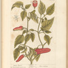 Guinea pepper