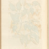 Guinea pepper