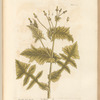 Smooth sow-thistle