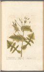 Smooth sow-thistle