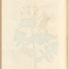 Smooth sow-thistle